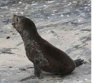 Identifican en Sudáfrica el primer brote conocido de rabia en lobos marinos