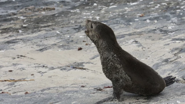 Científicos sudafricanos afirman haber identificado el primer brote conocido de rabia en lobos marinos del cabo  (eng)