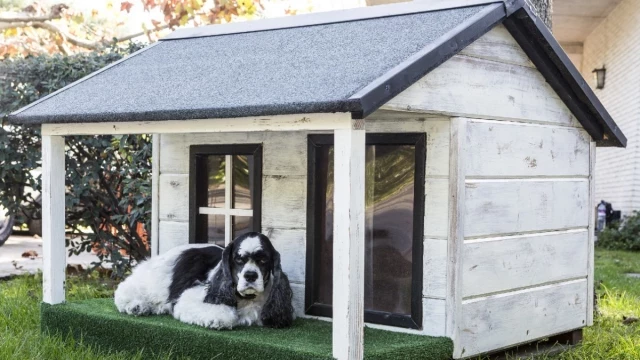 La misión imposible de alquilar un piso con mascota en España: tan solo uno de cada diez admite perros o gatos