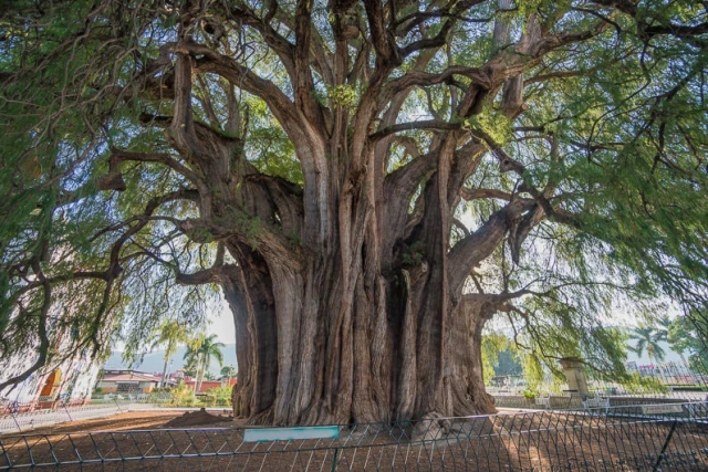 El Tule, el árbol con el diámetro de tronco más grande del mundo, en Santa María del Tule, México