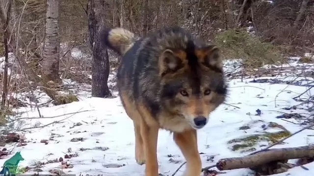 El animal visto en un bosque que desconcierta a los expertos: ¿Es un lobo, un perro o un híbrido?