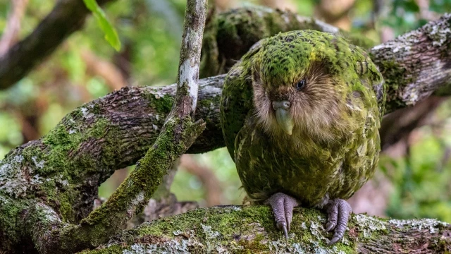 ¿Por qué los kakapos son verdes?