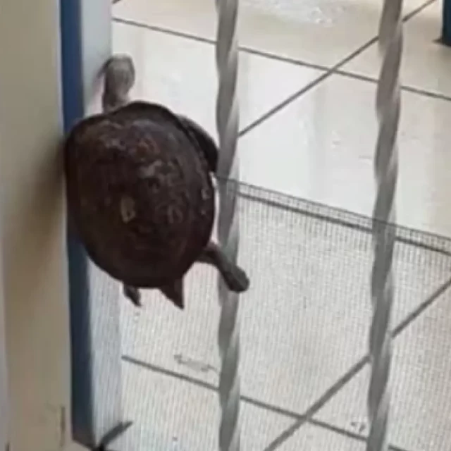 El increíble tesón de una tortuga para saltar una barrera que había colocado su dueña