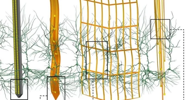 Los científicos han diseñado nuevas Sondas Cerebrales se meten en el cerebro sin herirlo