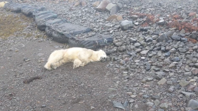 La policía mata a tiros a un oso polar en las costas de Islandia