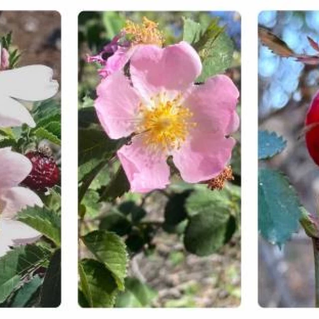 Hallan en Canarias 3 nuevas especies de rosas silvestres