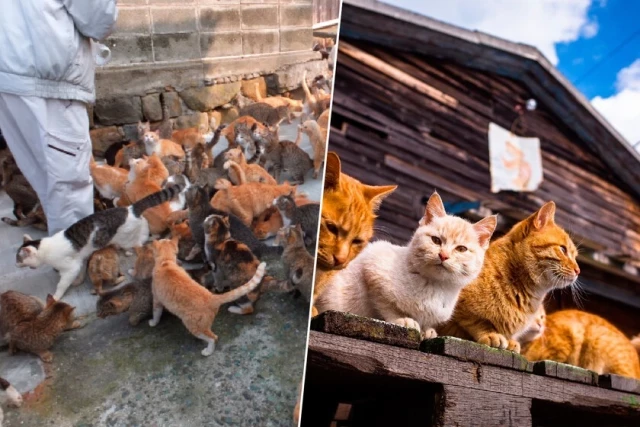 La isla de los gatos más famosa de Japón va a desaparecer