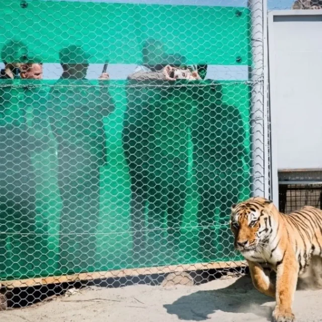 Los tigres regresan a Kazajistán tras 70 años extintos en la zona