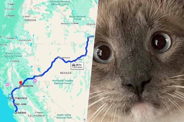 Una pareja perdió a su gato a 1.500 km de su casa en julio. Ha regresado, pero nadie sabe cómo demonios lo ha hecho