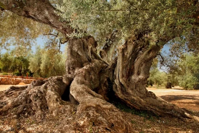 El árbol más viejo de España es un olivo catalán que aún da frutos y fue plantado hace 1.700 años en la época romana