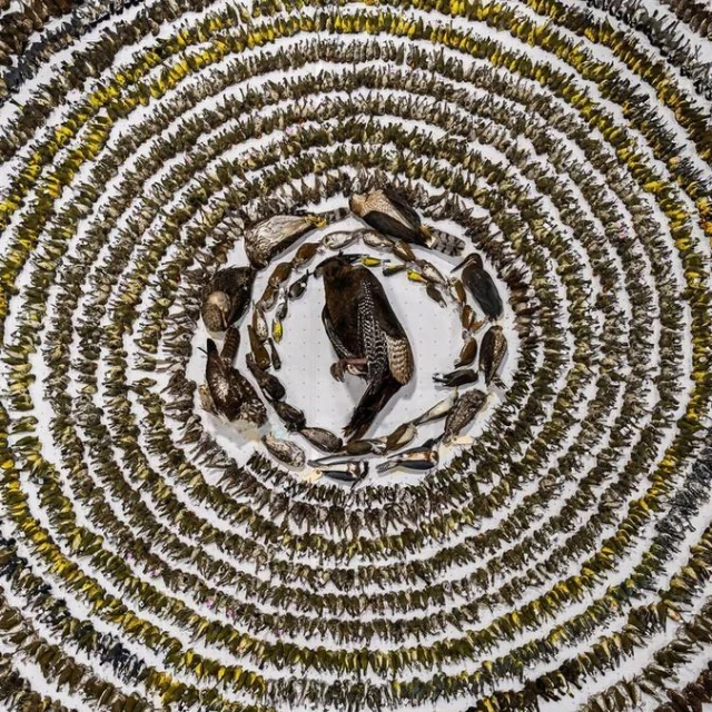 La terrible imagen ganadora del concurso mundial de fotos de aves