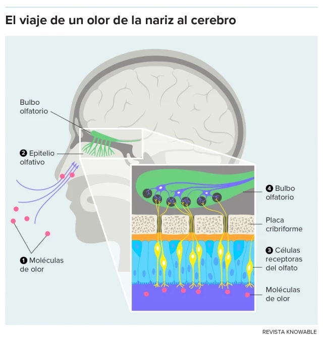 ¿Qué es ese olor? Y … ¿cómo logramos descifrarlo?