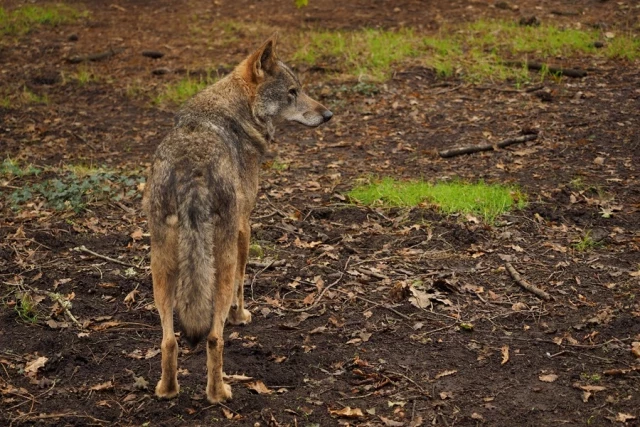 Los países de la UE acuerdan rebajar el estatus de protección del lobo