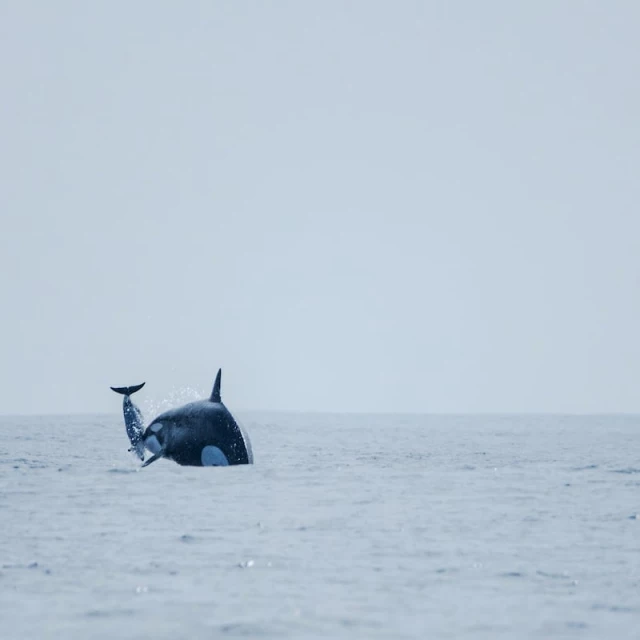 Arrinconan lobos marinos y cazan delfines oscuros: unas orcas desconocidas llegan al norte de Chile