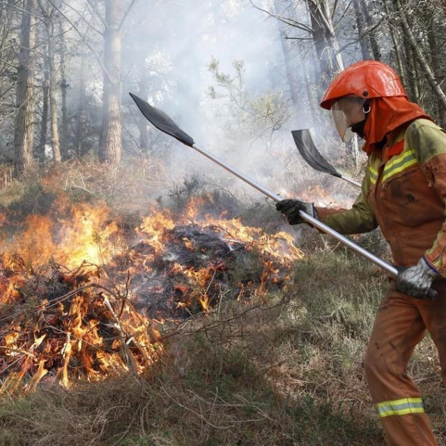 El permiso para plantar pinos y eucaliptos a 50 metros de casas en Asturias, un error del BOPA