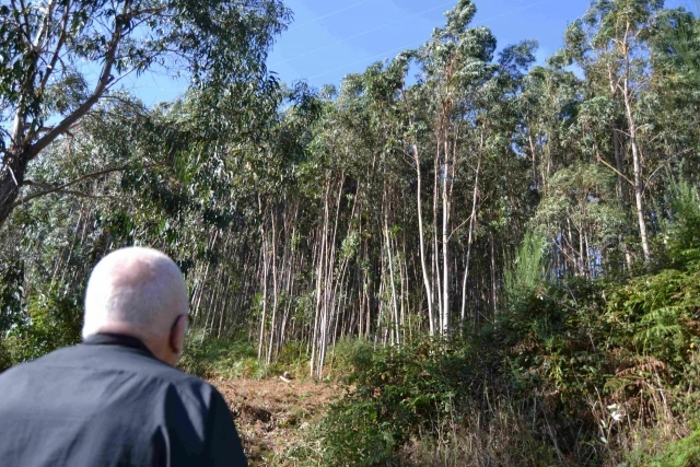 48 de cada 100 árboles en Galicia son eucaliptos