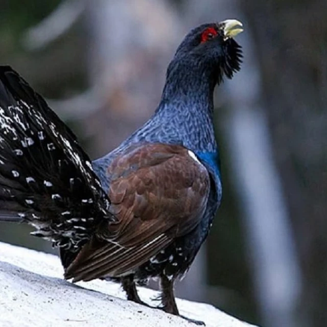 La destrucción del hábitat del urogallo en los Pirineos “financiada con fondos para su conservación”