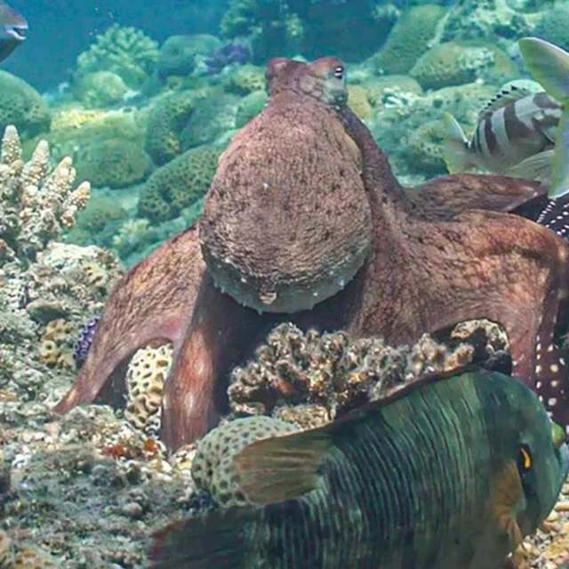 Descubren que los pulpos se alían con peces para que les ayuden a cazar presas