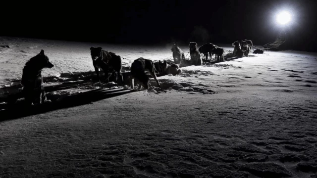 Noche polar: la vida con 24 horas de oscuridad en el Ártico