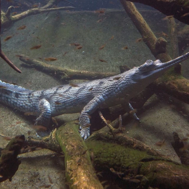 El gavial. Este raro reptil ha encontrado unos salvadores inesperados