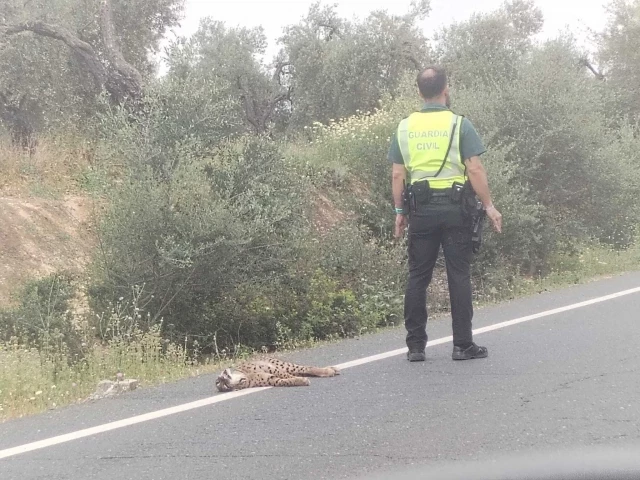 Revelamos tres nuevos linces atropellados, elevando a 41 los ejemplares muertos en Andalucía durante 2024