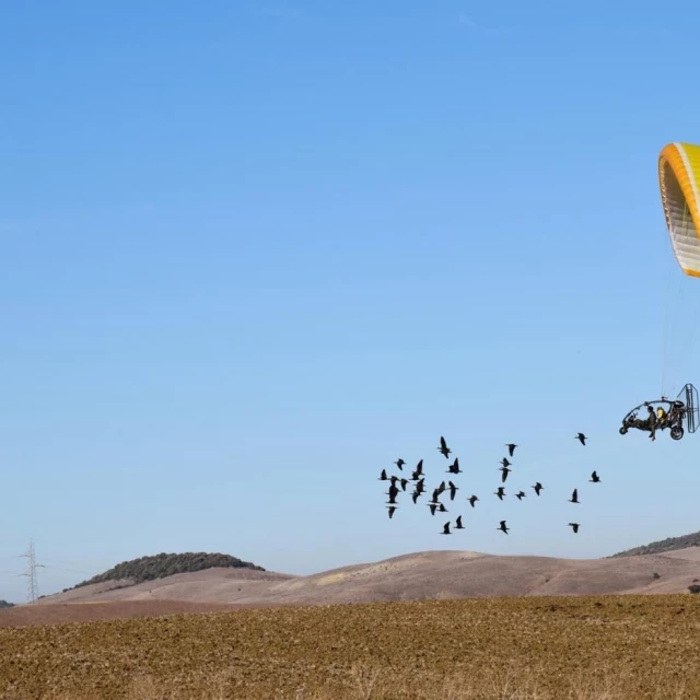 Los ibis eremitas repiten la hazaña de volar 2.800 kilómetros tras sus "madres" humanas