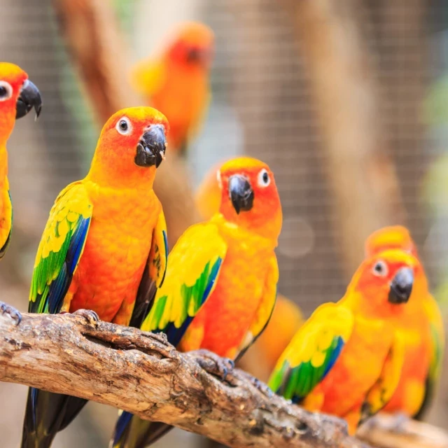 La extinción de aves afectará a la polinización, la dispersión de semillas y el control de plagas