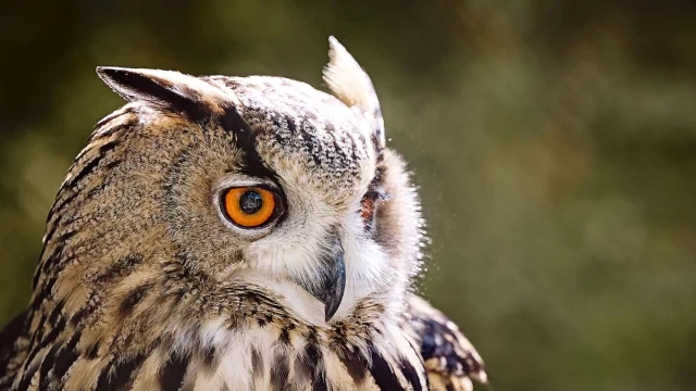 Resuelven después de 31 años la búsqueda del tesoro más famosa del mundo: "¡El búho dorado ha sido desenterrado!"