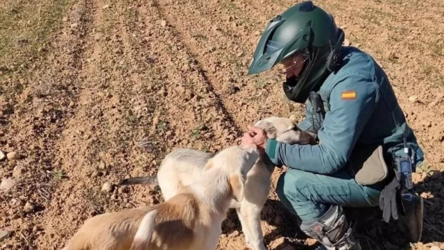 Detenido un maltratador reincidente por apalear hasta la muerte un perro que atrapó en un lazo en Romancos (Guadalajara)