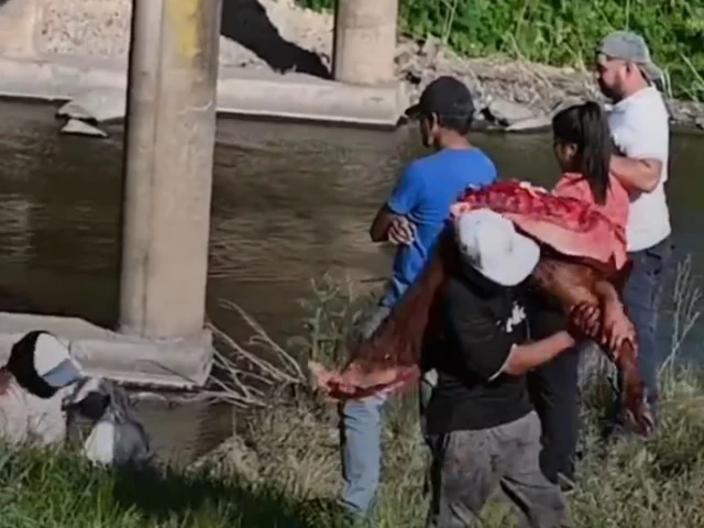 Un camión volcó en la ruta 9 y los vecinos se organizaron para faenar a las vacas: "Nos vamos a comer un re asado, gordo"