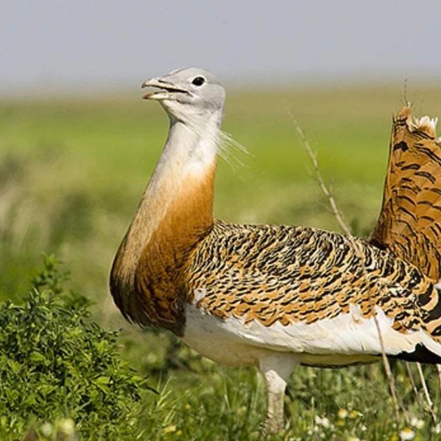 Las aves esteparias pierden su lugar en la Región sin un marco normativo