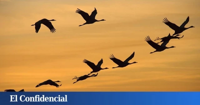 Lo que nos augura el declive de las aves: son 'el canario en la mina'