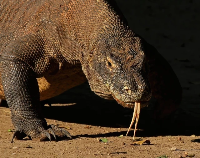 Un vistazo a las fauces del dragón