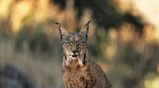 Crisis en la fauna ibérica: el 40% de los vertebrados de la península en declive y sin solución a la vista, según un estudio de la Universidad de Alicante