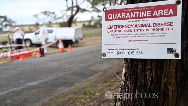 Una devastadora cepa de gripe aviar 'a las puertas de Australia' [ENG]