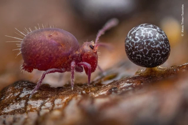 20 fotos ganadoras de Wildlife Photographer Of The Year 2024 [ENG]