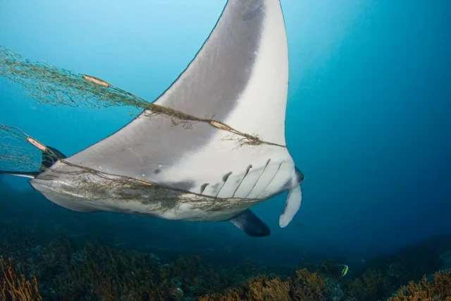 Golpe a la biodiversidad del planeta: las poblaciones de animales vertebrados en el mundo caen un 73% en 50 años