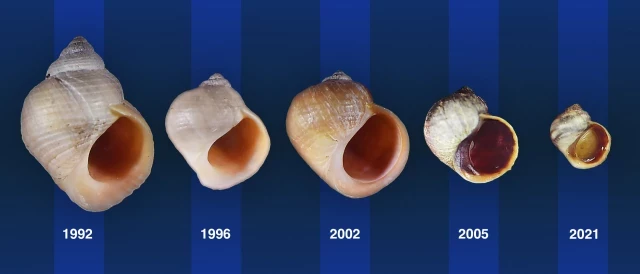 Evolución en tiempo real: los científicos predicen (y presencian) la evolución en un experimento de 30 años con caracoles marinos (eng)