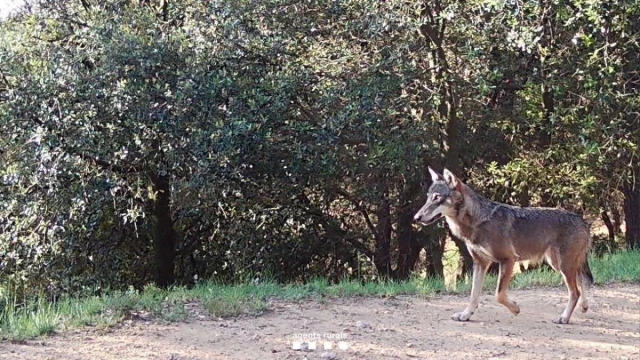 La loba del Empordà lleva un año en la zona, apenas ha molestado y se alimenta de jabalíes