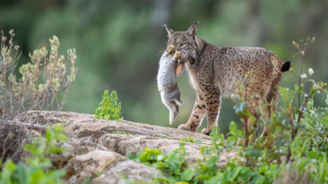 La mejor fotografía salvaje de Europa de este año tiene como protagonista al lince ibérico