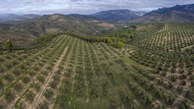 Miles de olivos son expropiados a sus dueños en Jaén y Córdoba para nuevas megaplantas fotovoltaicas