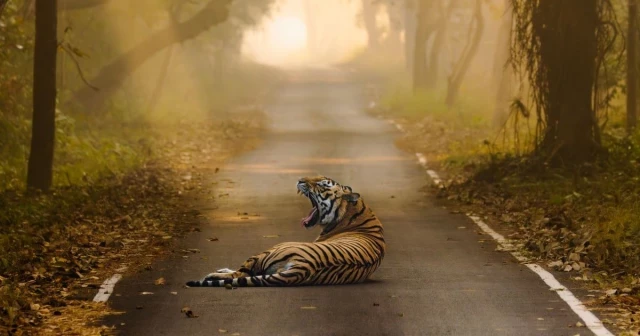 Los mejores fotógrafos de vida salvaje del mundo colaboran para proteger a los tigres en libertad (15 fotos) [ENG]