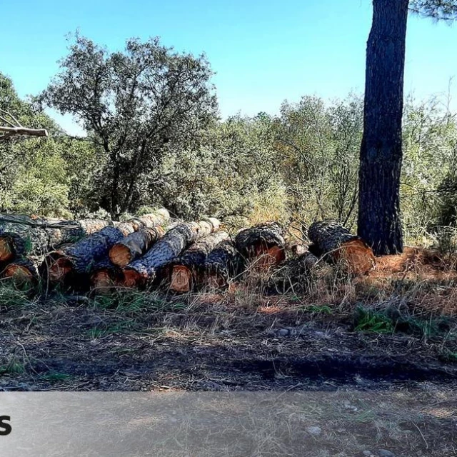 El bosque de ribera del río Alberche “arrasado” en Toledo: “Es de lo más destructivo que se ha visto en la comarca”