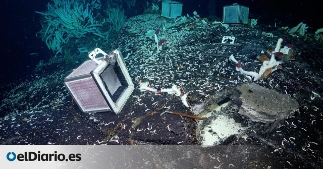 Hallan vida bajo el suelo de los volcanes submarinos: “Hay gusanos de medio metro viviendo ahí abajo”