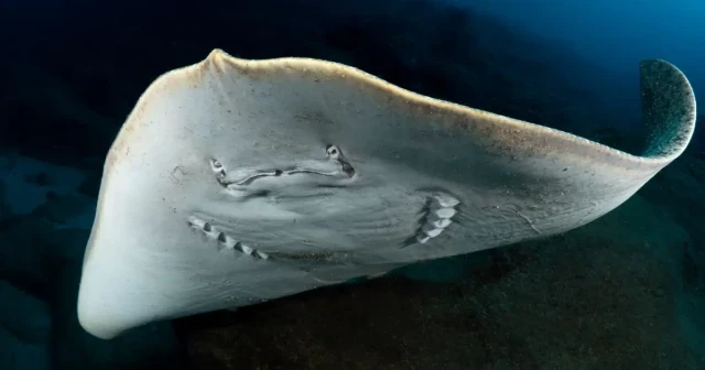 Por primera vez se observan rayas produciendo sonidos en el Mar Mediterráneo