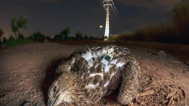 Biodiversidad VALENCIA: La Universitat alerta de que el aguila perdicera tiene sus días contados