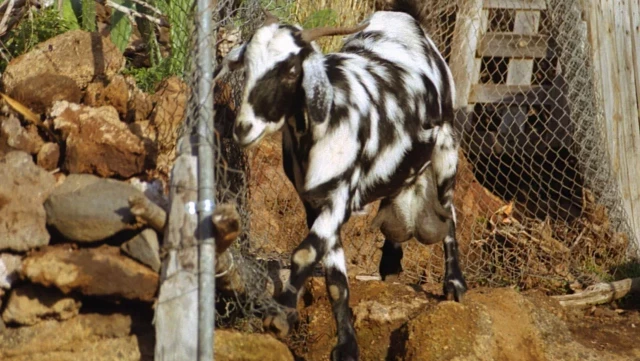 Operativo de rescate fallido ante gritos de auxilio en Lanzarote: solo encontraron cabras