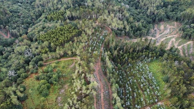 Tala masiva de frondosas y repoblación de eucaliptos en Pontevedra