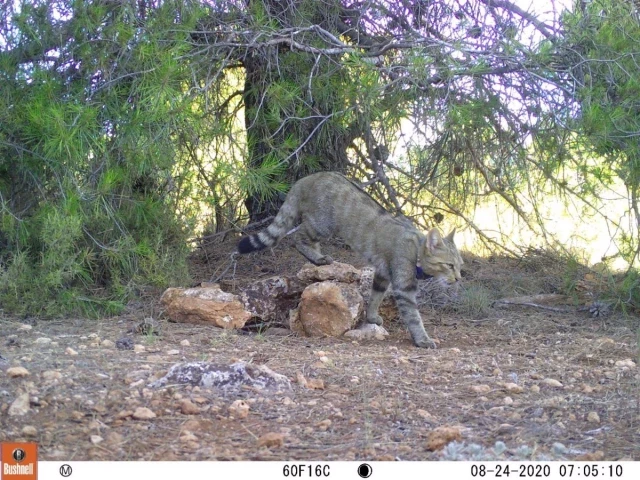 Ecologistas en Acción alerta de una "gravísima disminución" de la población de gato montés en Andalucía