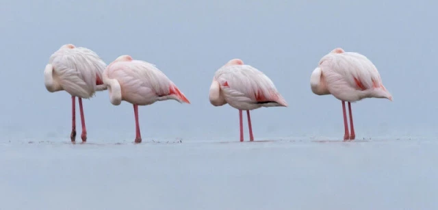 Por qué los pájaros no se caen mientras duermen [ENG]